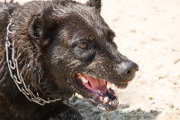 A quels chiens s'adresse l'évaluation comportementale ?