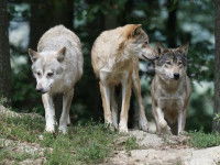 Pourquoi les chiens vivent-ils en meute ?
