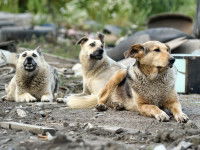 Les chiens omega