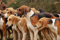 Quels chiens vivent en meute de nos jours ?