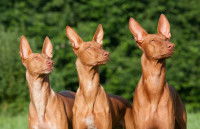 Les chiens gamma