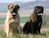 Les chiens bêta
