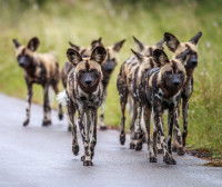 Comment se déplace une meute de chiens ?