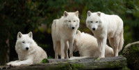 Le territoire d’une meute de chiens