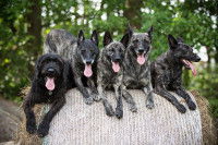 Les rangs hiérarchiques au sein d'une meute de chiens
