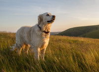 Un chien blanc debout seul dans les montagnes
