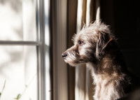 Un chien seul regarde par la fenêtre avec mélancolie