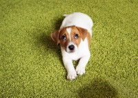 Un chiot Jack Russel a peur d'être grondé par son maître