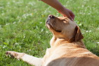 Un beau chien heureux en train d'être caressé par son maître