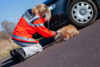 Une femmel secouriste soigne un chien renversé par une voiture