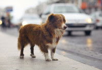 Un chien perdu au regard triste à côté d'une route passante