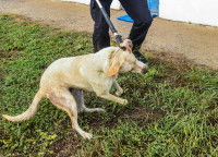 Un employé d'une fourrière attrape un chien errant dans la rue