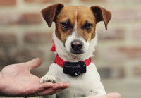 Un Jack Russel équipé d'un collier anti-fugue pour chien
