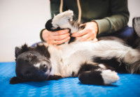 Un maître examine son chien à la recherche de blessures