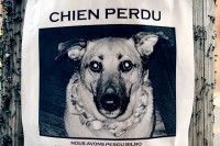 Une affiche signalant la disparition d'un chien, collée sur le tronc d'un arbre