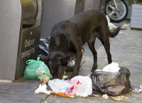 Un chien noir en train de fouiller dans les poubelles