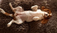 Comment savoir qu’un chien a confiance