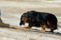 Le cas particulier du chien qui a perdu confiance en l’humain