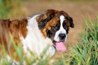 Un jeune Saint-Bernard bave dans un parc