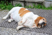 Un gros chien se sent mal et est couché sur le sol