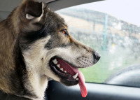 Un chien sur le siège arrière d'une voiture