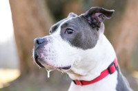 Un Pitbull en train de baver dans un parc
