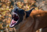 Un chien enragé aboie et montre les dents