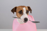 Un Jack Russell avec une cuillère et un bavoir