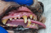 Un vétérinaire examine les dents et les gencives d'un chien