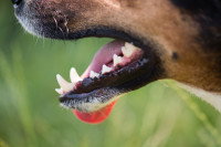 Gueule d'un jeune chien avec des dents de lait