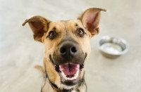 Un chien en train de baver devant sa gamelle