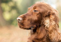 Vue de profil d'un chien en train de baver