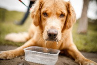 Un chien en train de baver après avoir bu de l'eau