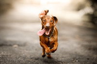 Un chien Teckel court vers l'objectif la langue pendante