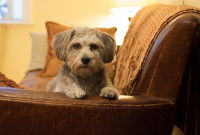 Décoder les comportements de l'autre