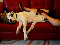 L'occupation de l'espace, privilège de la dominance