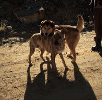 Affirmer sa supériorité par le chevauchement
