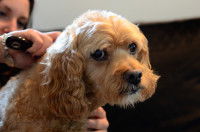 Mordre pour ne pas se faire brosser