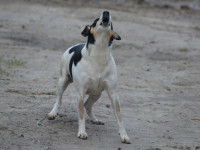 Traduire les aboiements de son chien