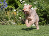 Comprendre les gestes de son chien