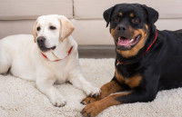 L'influence du maître sur le comportement du chien