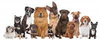 Choisir la race de son chien