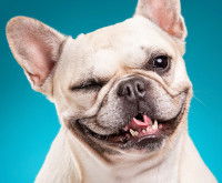 Chaque chien est unique