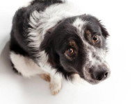 Un chien regarde l'objectif avec un air suppliant