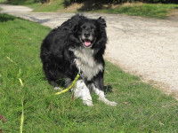 Votre chien a un besoin d’attention