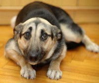 Votre chien est confus