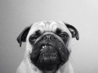 Votre chien est sur le point de vous attaquer