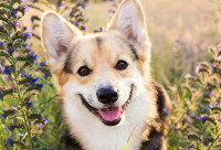 Un chien Corgi heureux dans un jardin