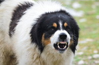 Un chien grogne et aboie en regardant la caméra