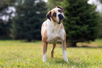 Un croisé Boxer dans un jardin avec un air confus